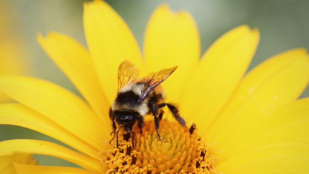 Les vertus du pollen