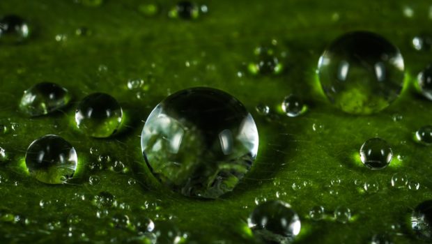 DETOXIFIER : LES PLANTES DEPURATIVES